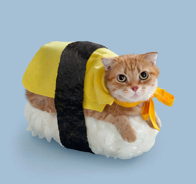 Sushi Cat Margo