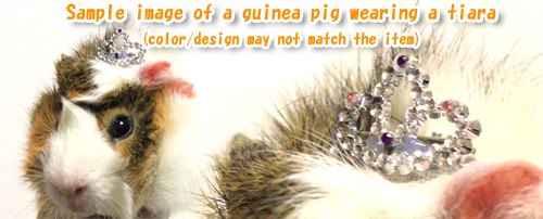 Guinea Pig Fashion