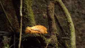DJT Flannel Moth Caterpillar