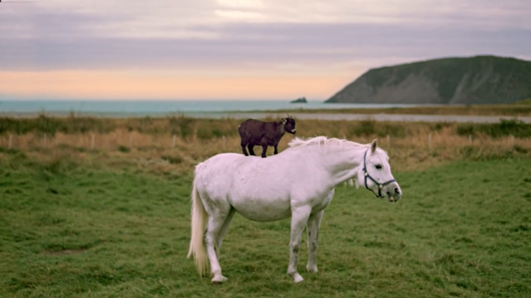 Goat Riding a Horse