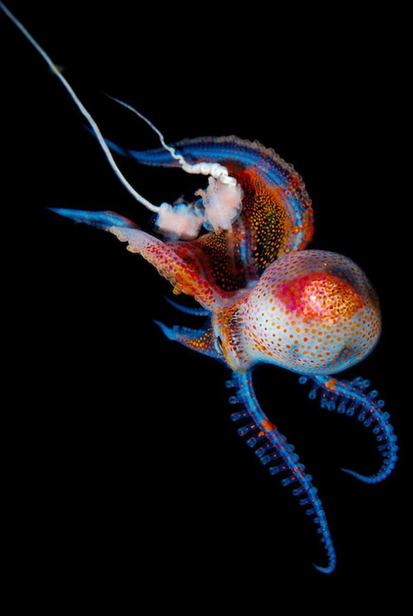 Blackwater, Photos of Luminous Squids, Jellyfish, and Other Underwater