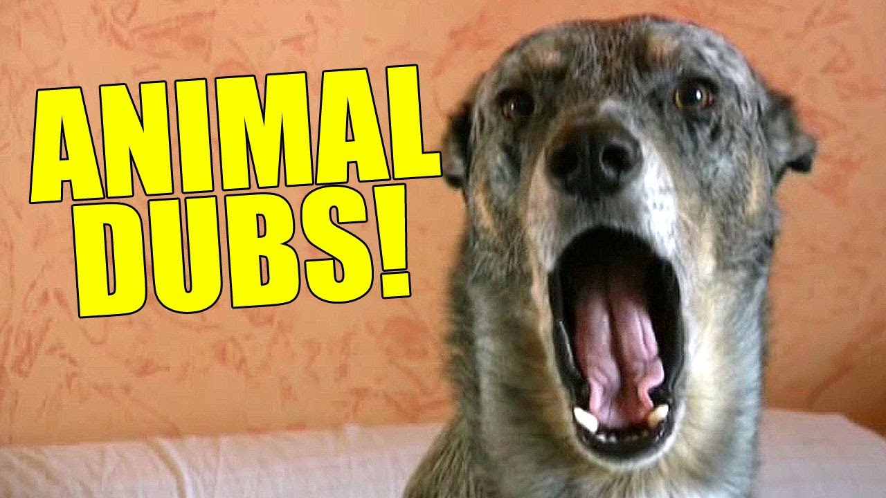 Animal Dubs, Funny Video of Animals Talking & Belching Like Humans