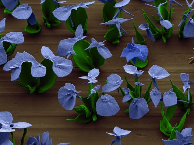 Microscopic crystal flowers