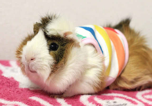Guinea Pig Fashion