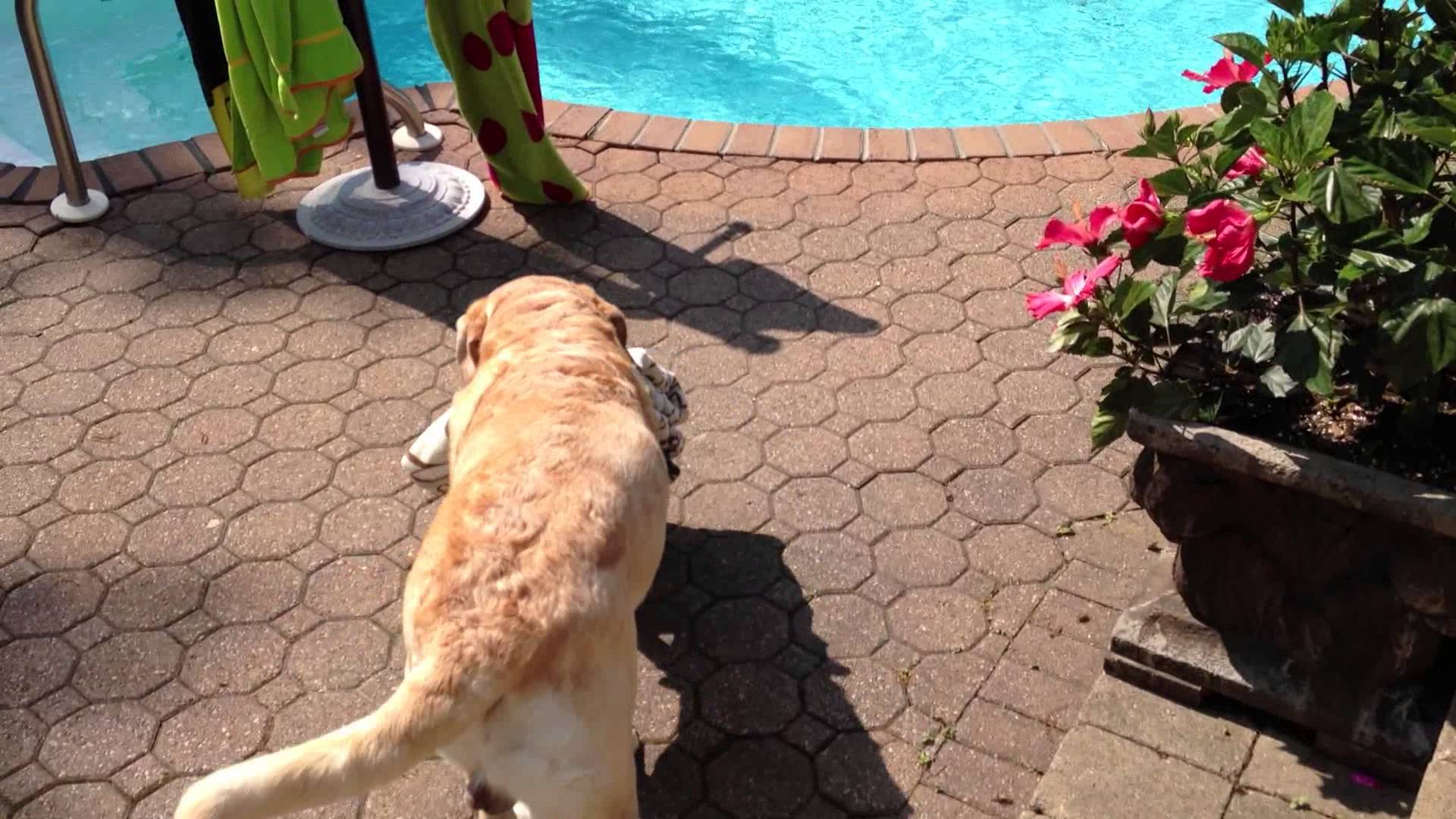 Labrador Gets His Towel From The Closet Before Jumping In The Pool