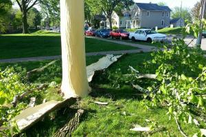 Lightning Blasts Bark off Tree