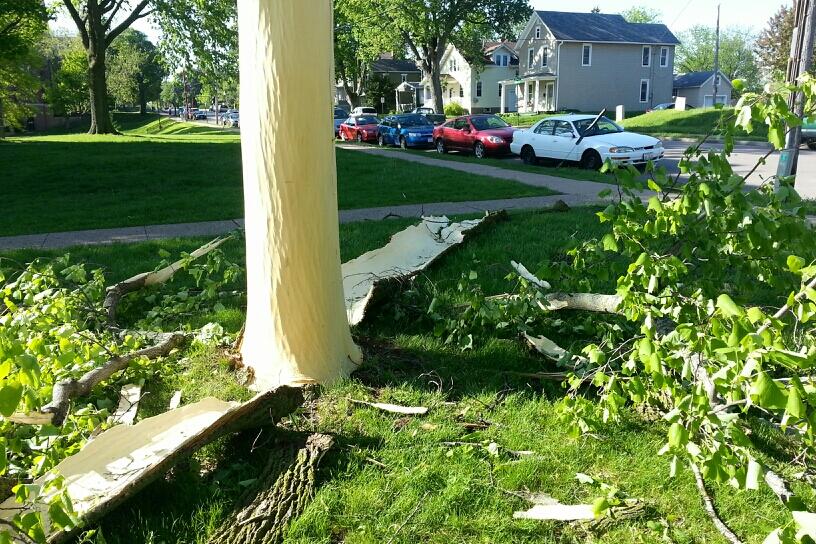 Lightning Blasts Bark off Tree