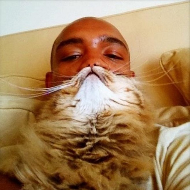Cat Beard