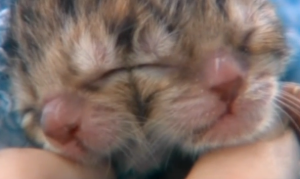 Two-Faced Kitten