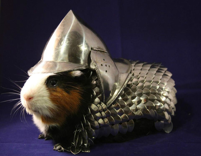Guinea Pig Armor