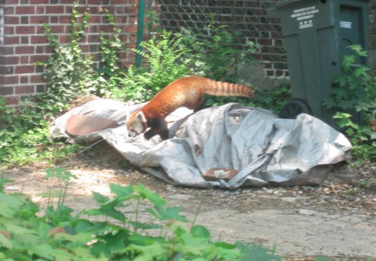 Rusty red panda on the loose in Washington