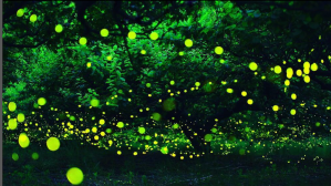 Path of Fireflies