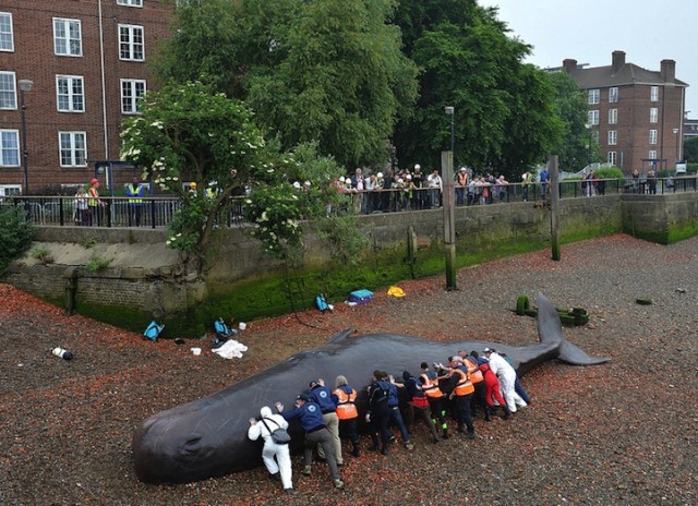 Life-size beached whale sculpture by Captain Boomer