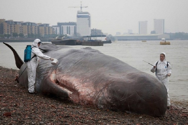 Life-size beached whale sculpture by Captain Boomer