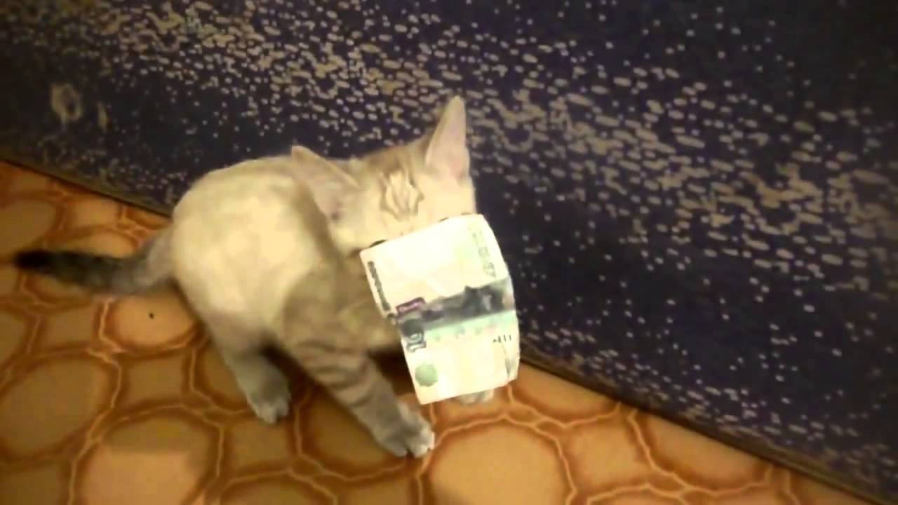 Fierce Russian Kitten Steals Money, Doesn't Want to Give it Back
