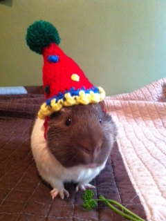 Guinea Pig