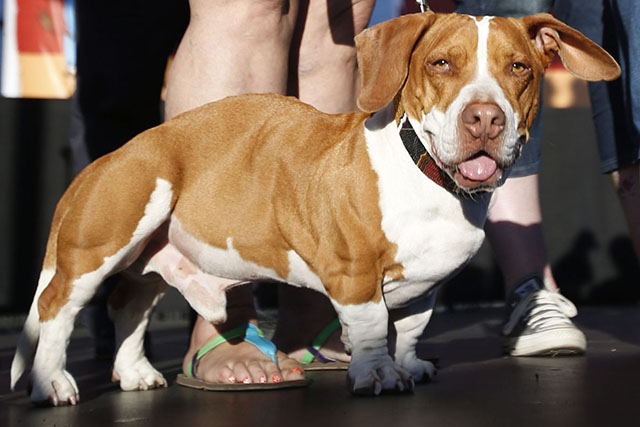 A Beagle, Basset Hound & Boxer Mix Named Walle Wins The 2013 World’s ...