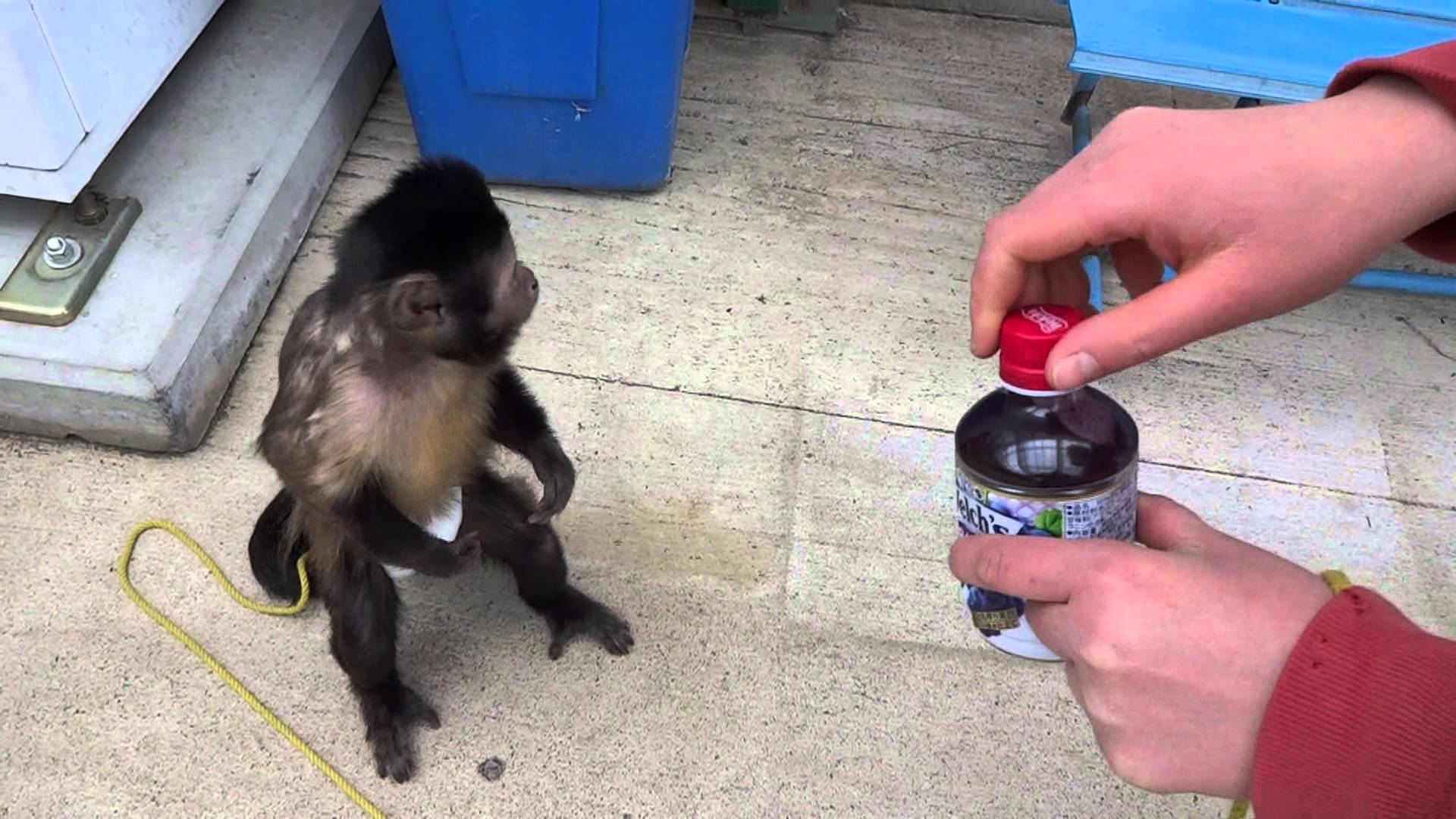Играть автоматы мавпи