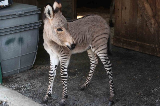 Zonkey