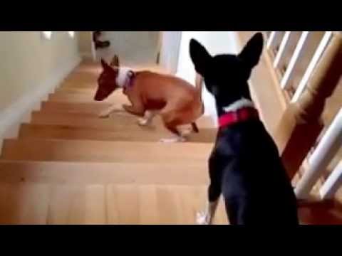 Dog Walks Up Stairs Backwards For Some Unknown Reason