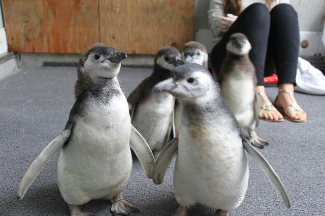 Penguins