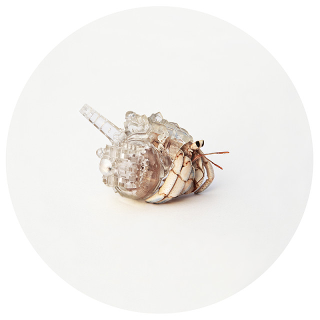 Hermit crab shells by Aki Inomata