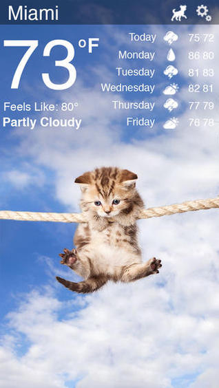 Weather Kitty