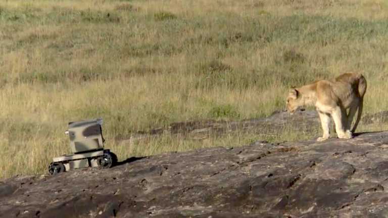 Photographing Lions With Technology