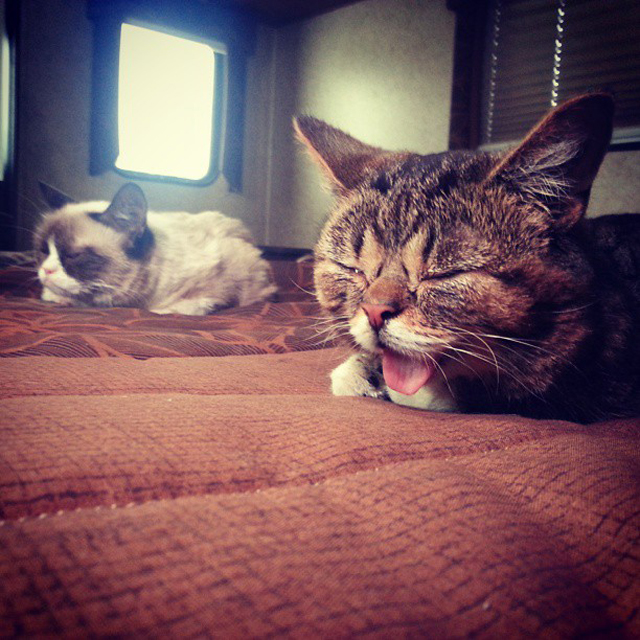Lil Bub and Grumpy Cat