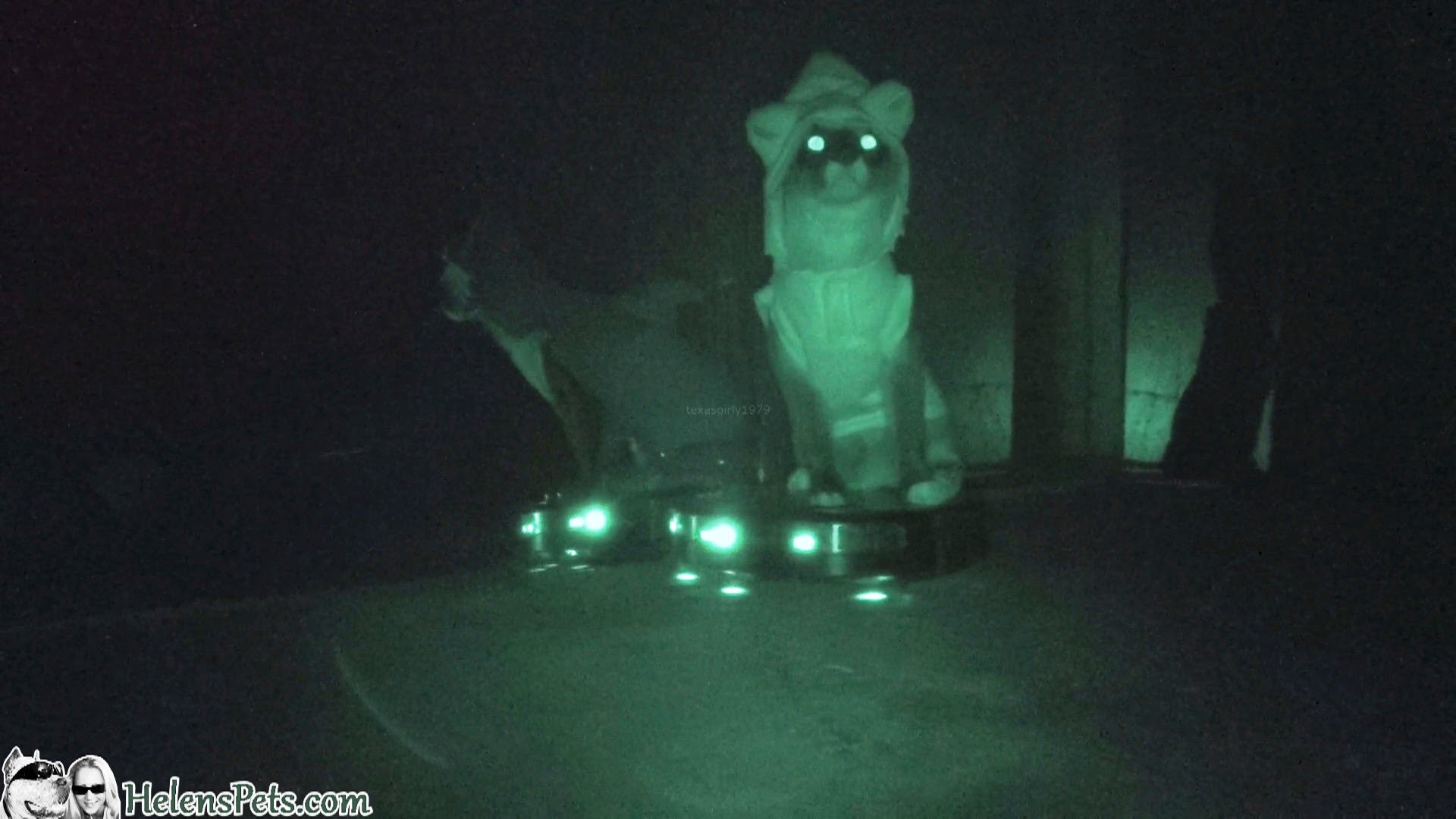 Nighttime Footage of a Cat in a Shark Costume Riding a Roomba