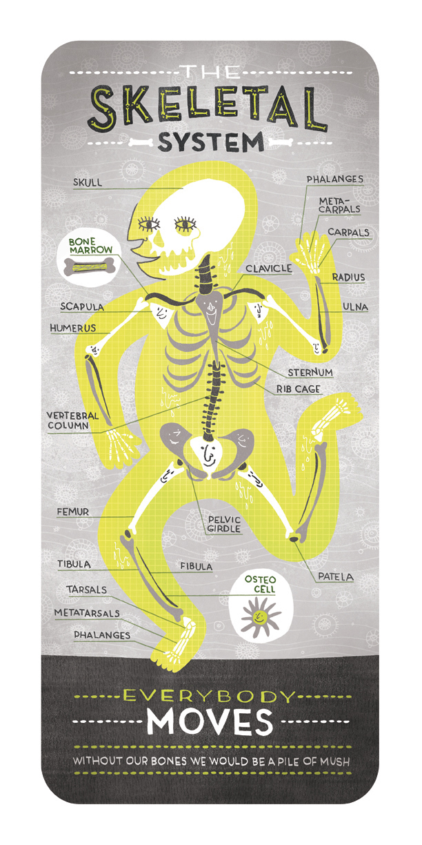 skeletal system by rachel ignotofsky