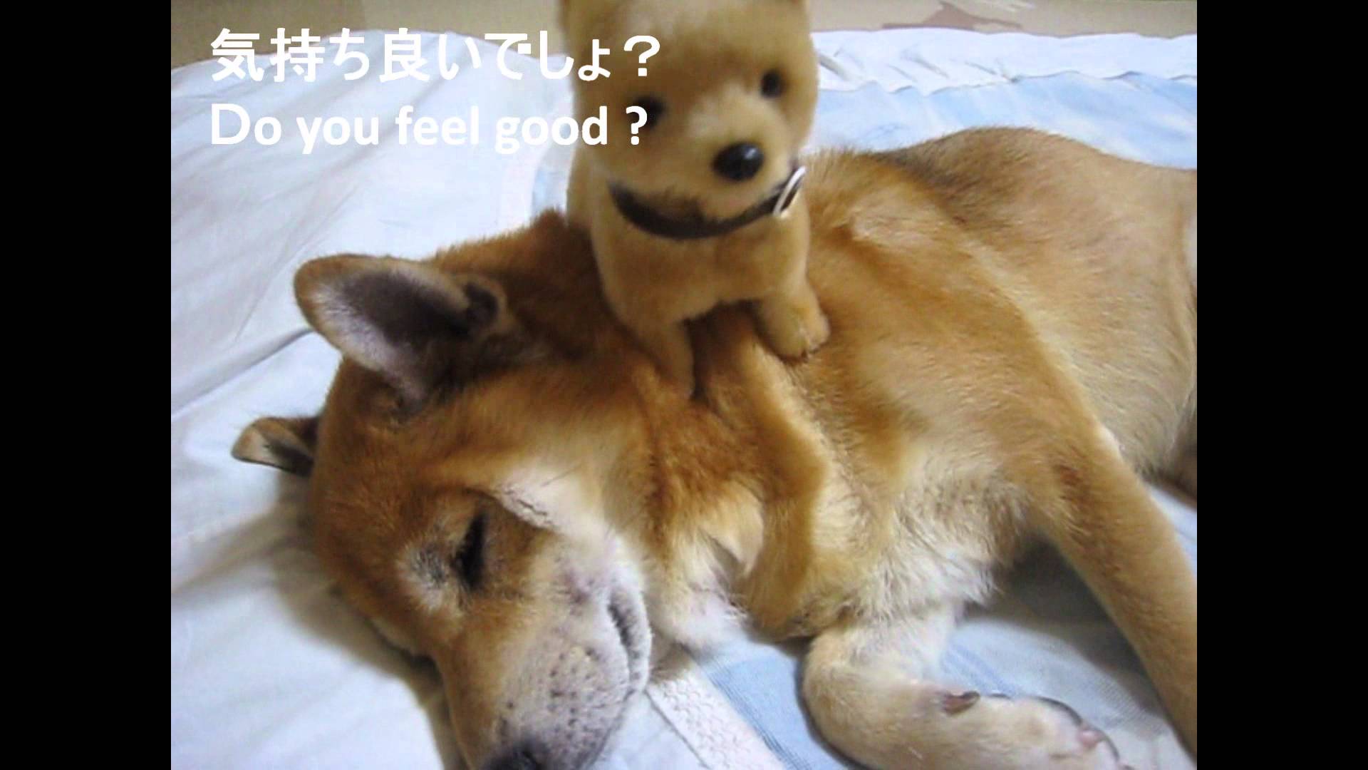 Featured image of post Shiba Inu Cute Tumblr Welcome to pepe frog channel