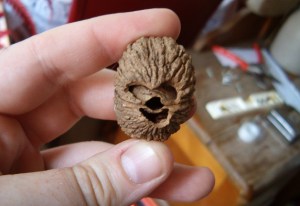 Chewie walnut