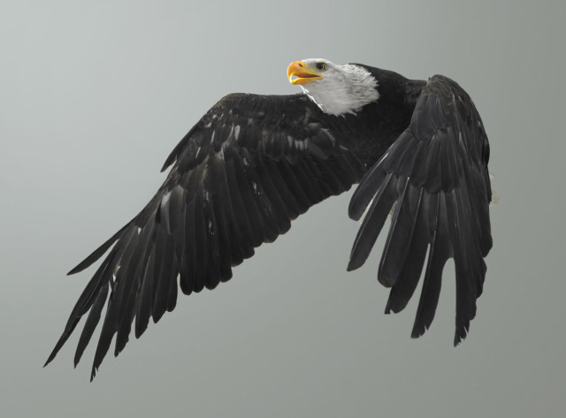 Hyper Detailed Photos Of Birds Of Prey In Mid Flight