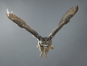 Bird of prey photos by Martin Klimas