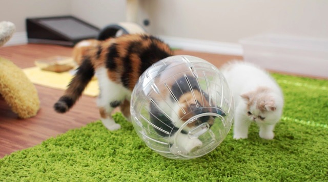 Kittens in Hamster Balls