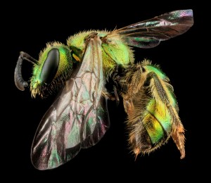 Macro photos of Insects by USGS
