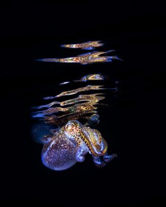 Bobtail squid photos by Todd Bretl
