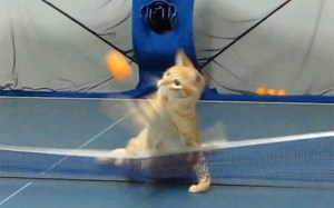 Cat Playing Ping Pong
