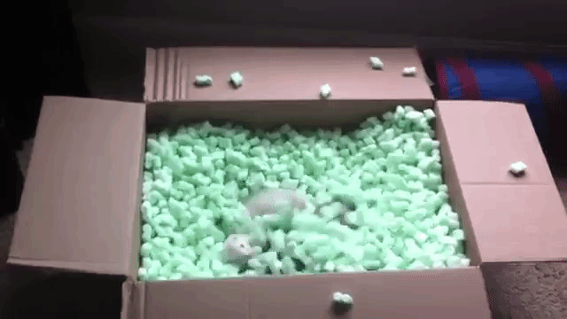 Ferrets in Packing Peanuts