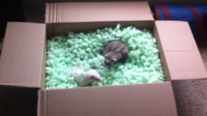 Ferrets Playing in Packing Peanuts