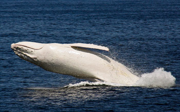 Migaloo white albino humpback whale