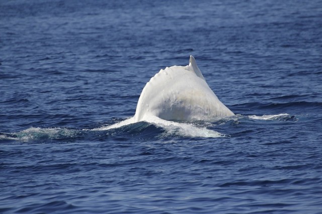 Migaloo, The All-White Humpback Whale