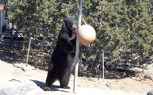 A Bear Has Fun While Playing a Solo Game of Tetherball