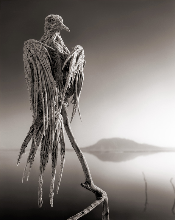 Animal statue photos by Nick Brandt