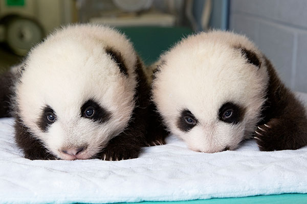 Time-Lapse Video of Baby Giant Panda Twins' First 100 Days