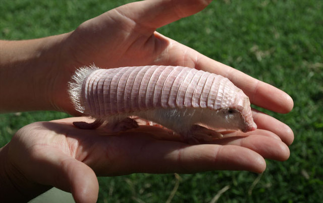 Pink Fairy Armadillo