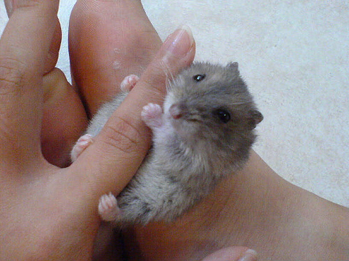 Tiny Animals on Fingers
