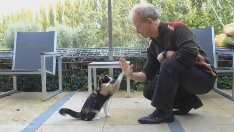 Cats Giving High Fives