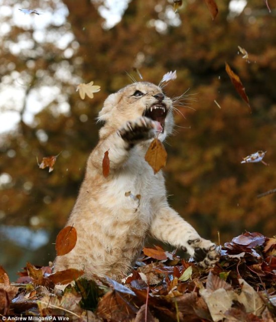 Lion Cub Plays With Leaves